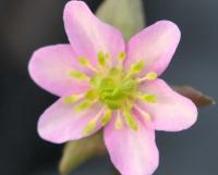 pale pink flowers with green petaloid stamens